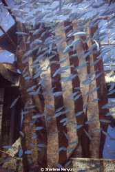 Draped in the Flag/ Beautiful silversides school around t... by Sharlene Kenyon 